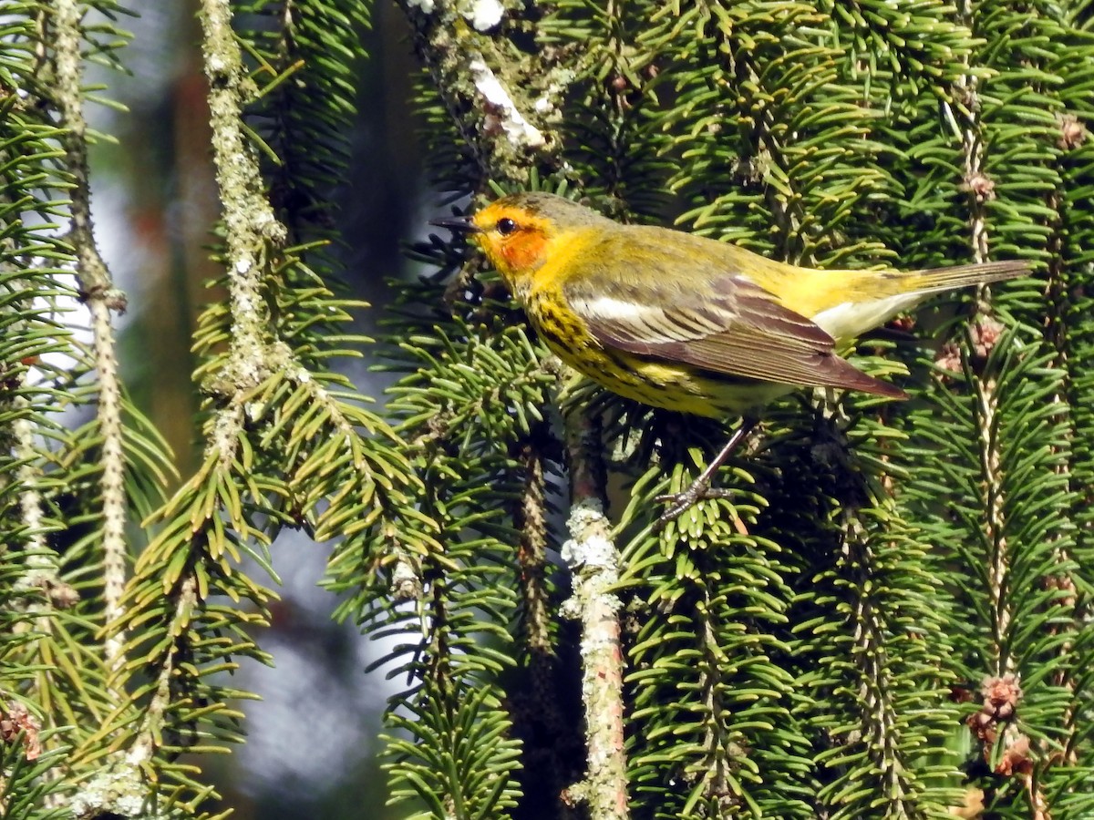 Cape May Warbler - ML235845111