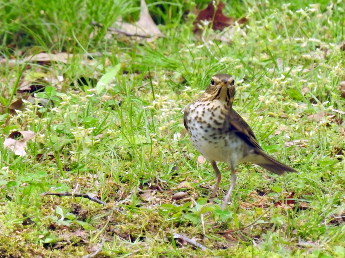 Swainson's Thrush - ML235846041