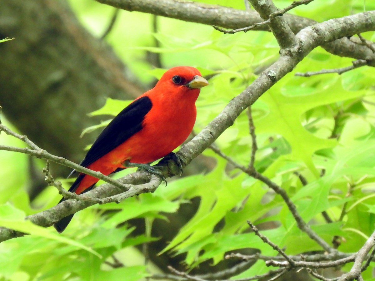 Scarlet Tanager - ML235846431