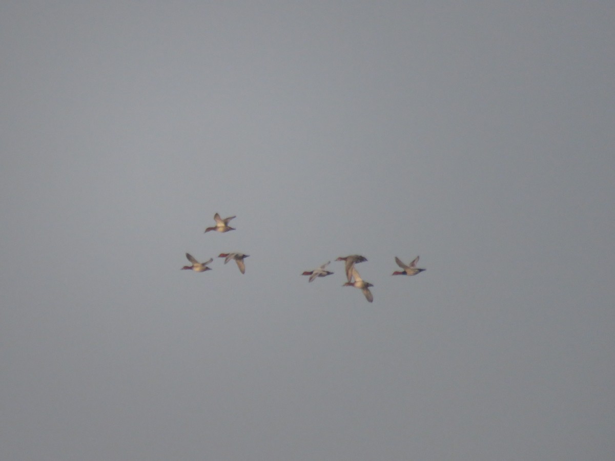 Common Pochard - Surendhar Boobalan