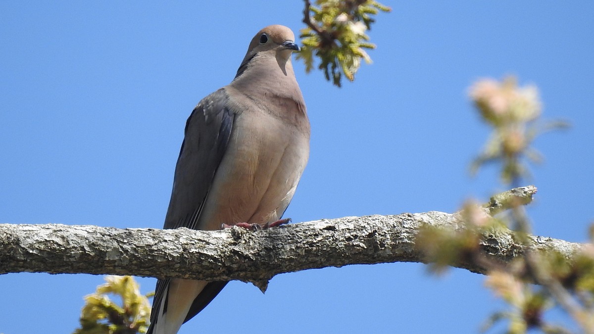 Mourning Dove - ML235847701