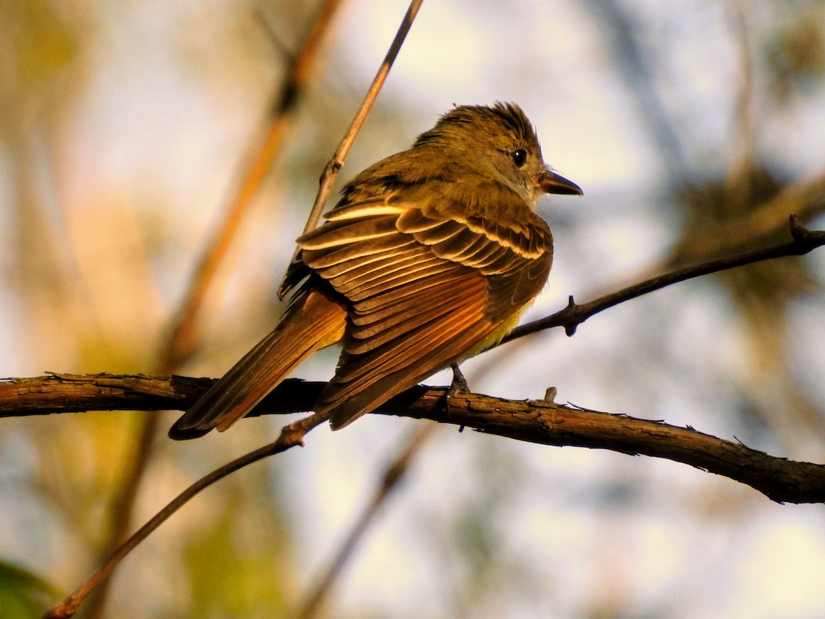 Great Crested Flycatcher - ML235848071