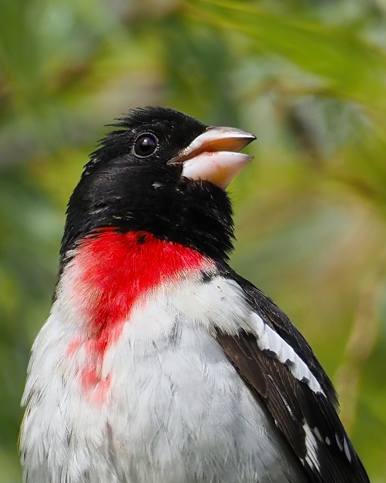 Rose-breasted Grosbeak - ML235849071