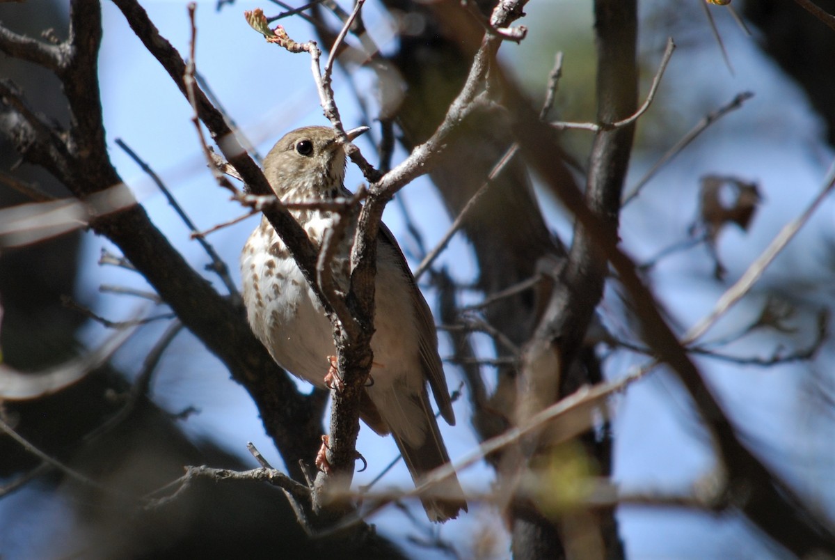 Hermit Thrush - Cinnamon Bergeron