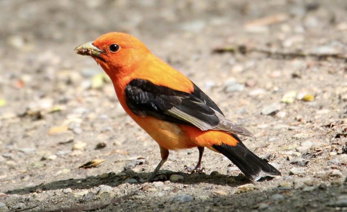 Scarlet Tanager - ML235850411