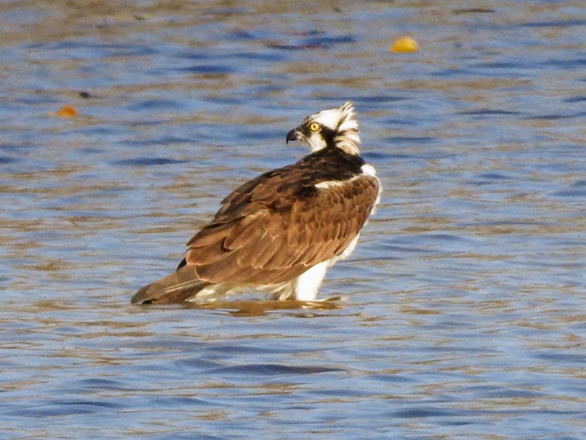 Osprey - ML235850451