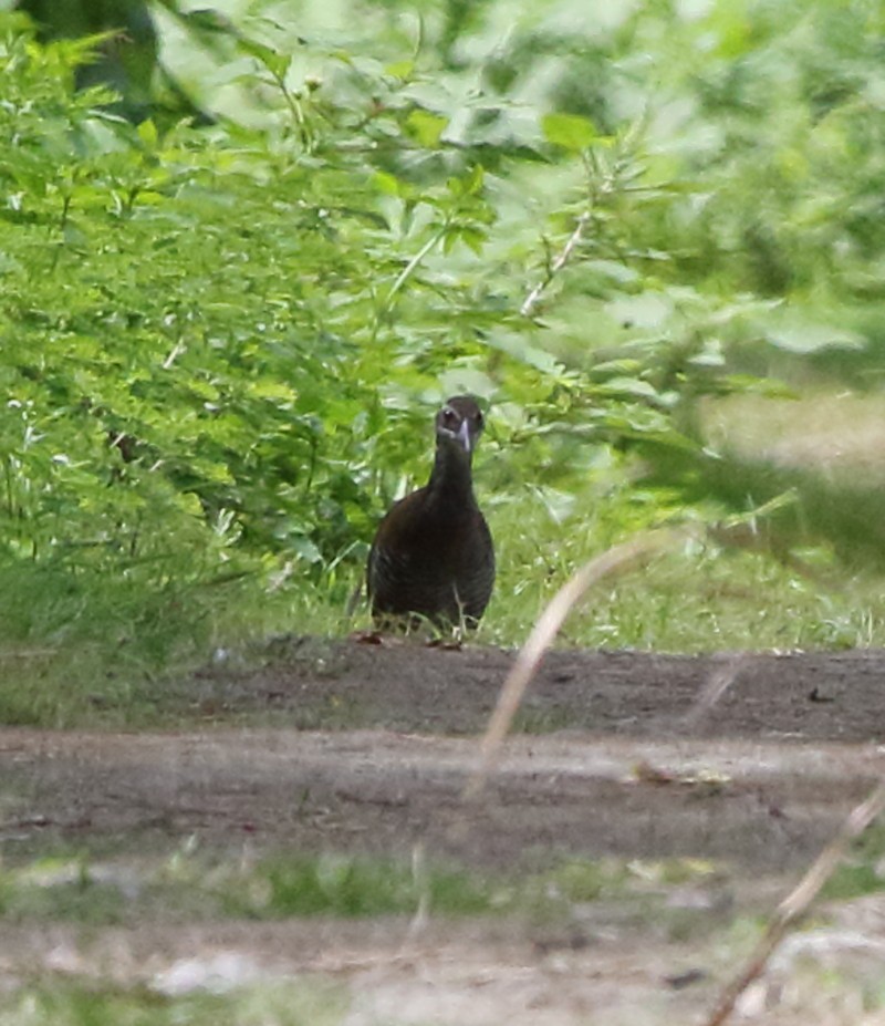 Guam Rail - ML23585371