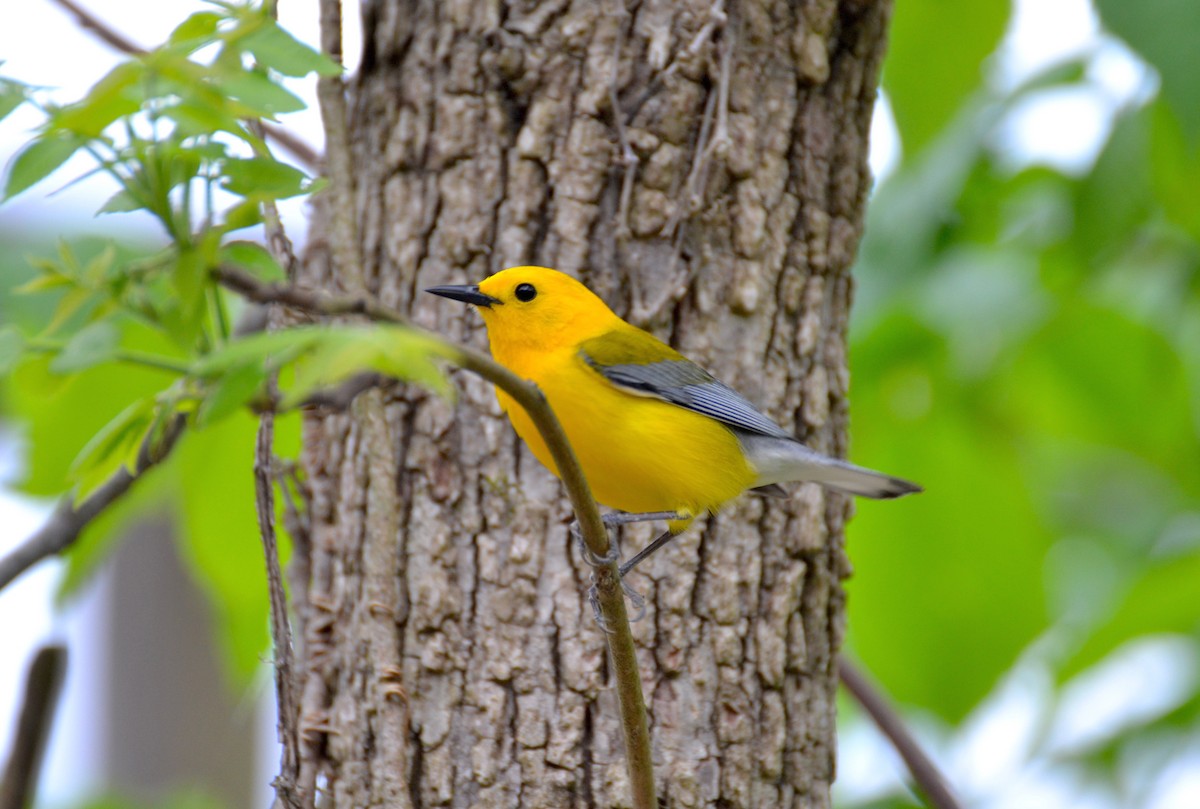 Prothonotary Warbler - Lara Jones