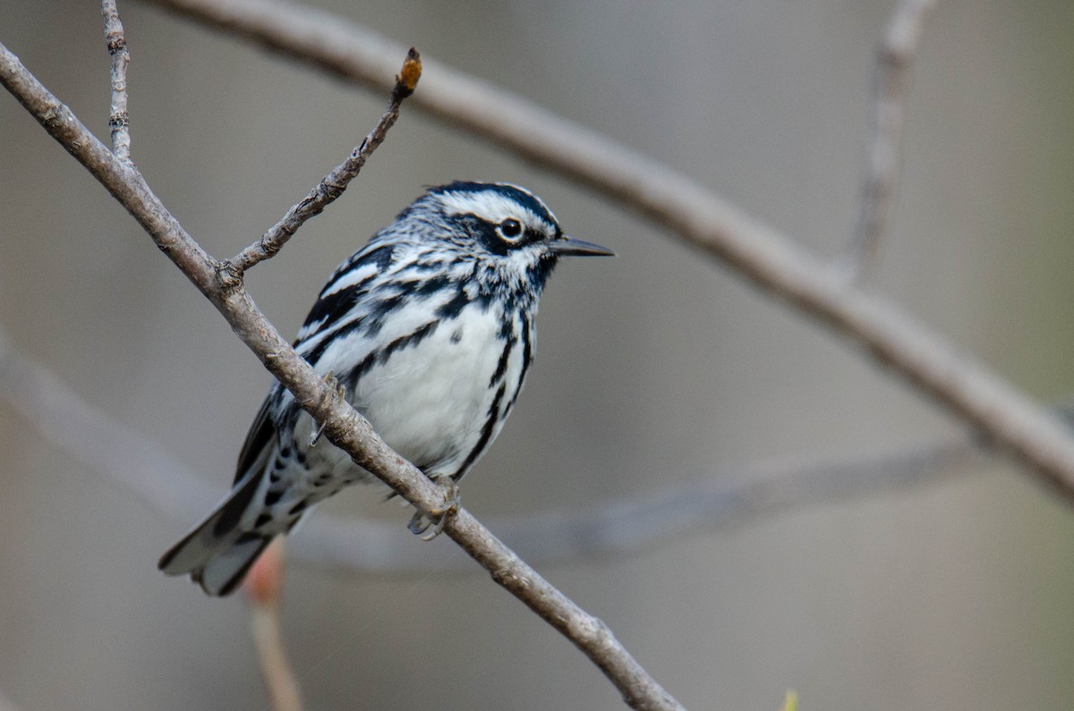 Black-and-white Warbler - ML235856621