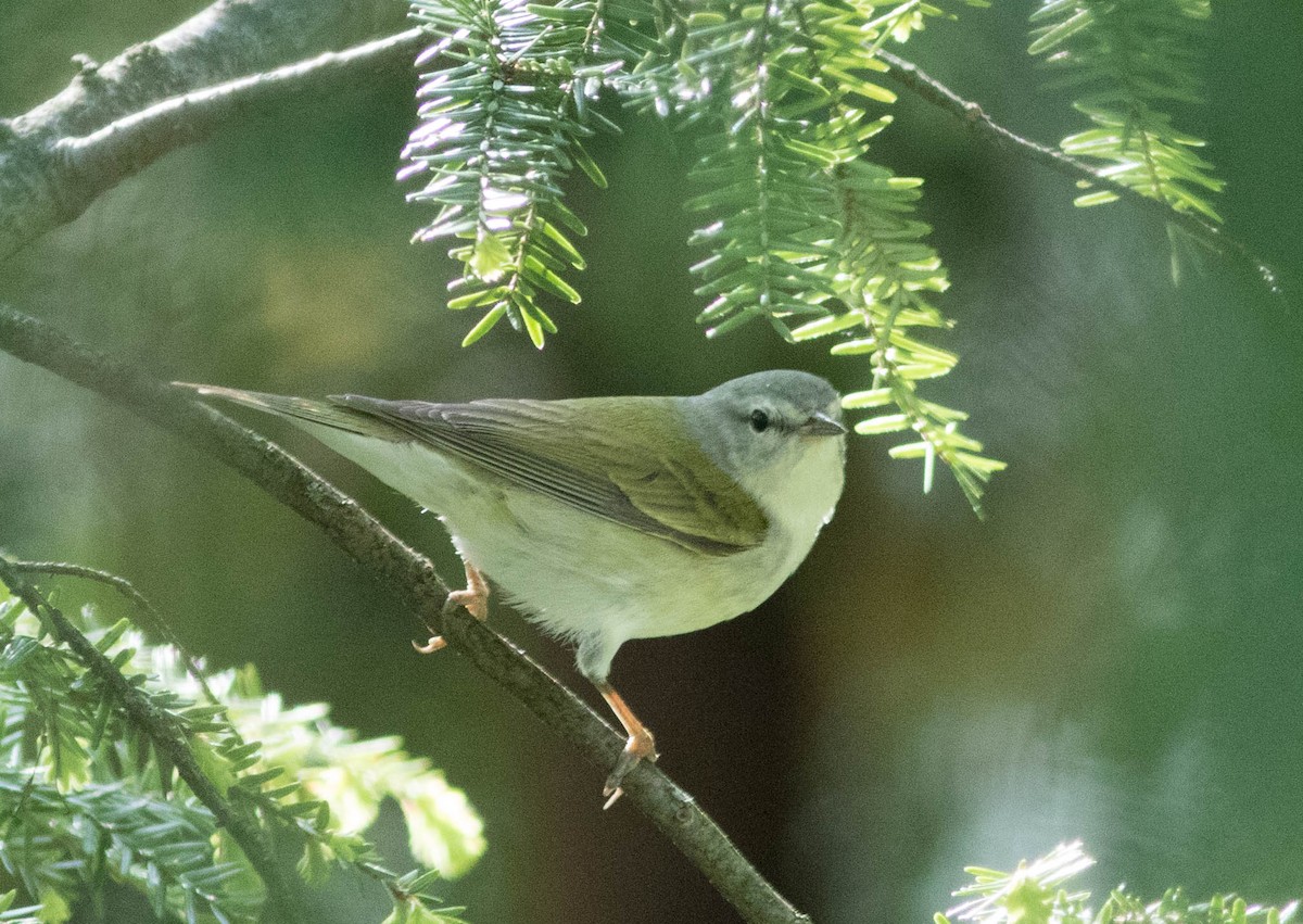 Tennessee Warbler - ML235856911