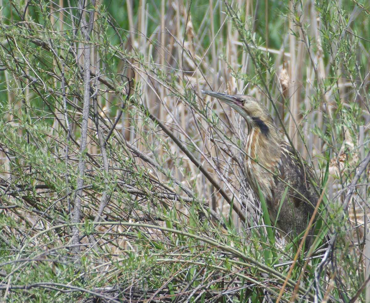 American Bittern - Mark Minner-Lee 🦉