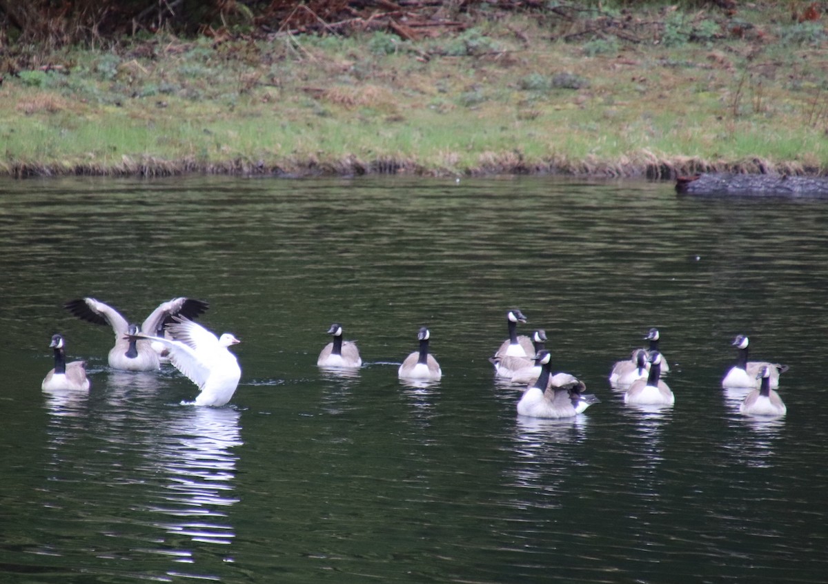 Snow Goose - ML235859261