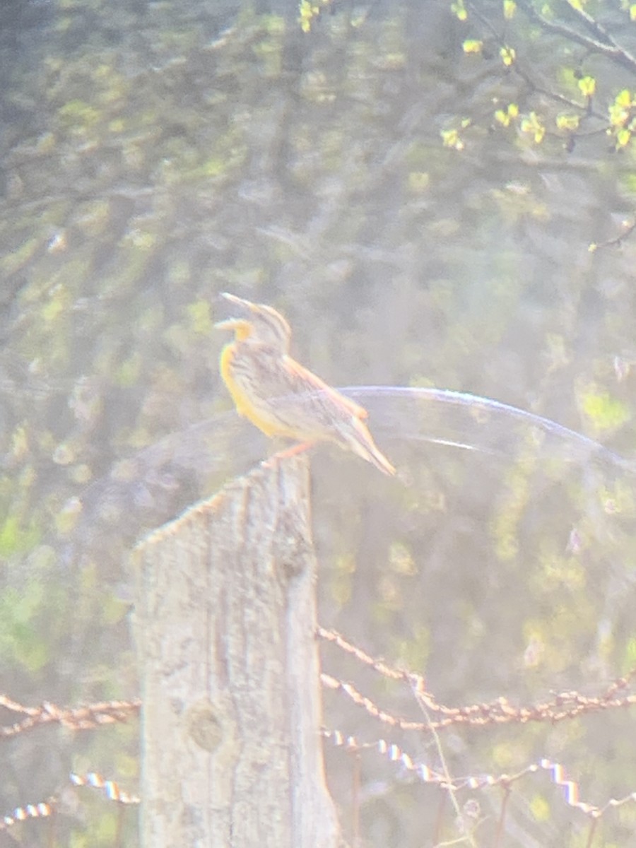 Western Meadowlark - ML235859331