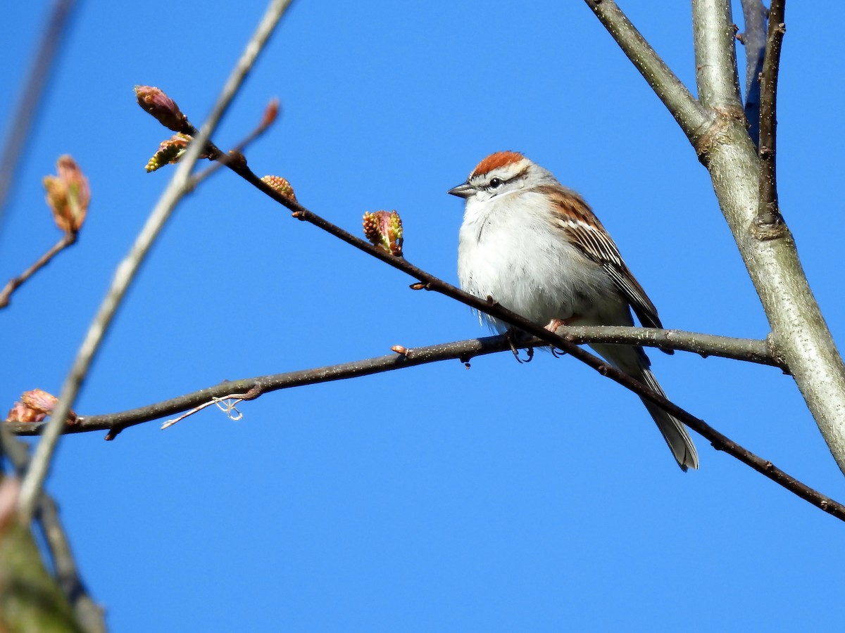 Chipping Sparrow - ML235859991