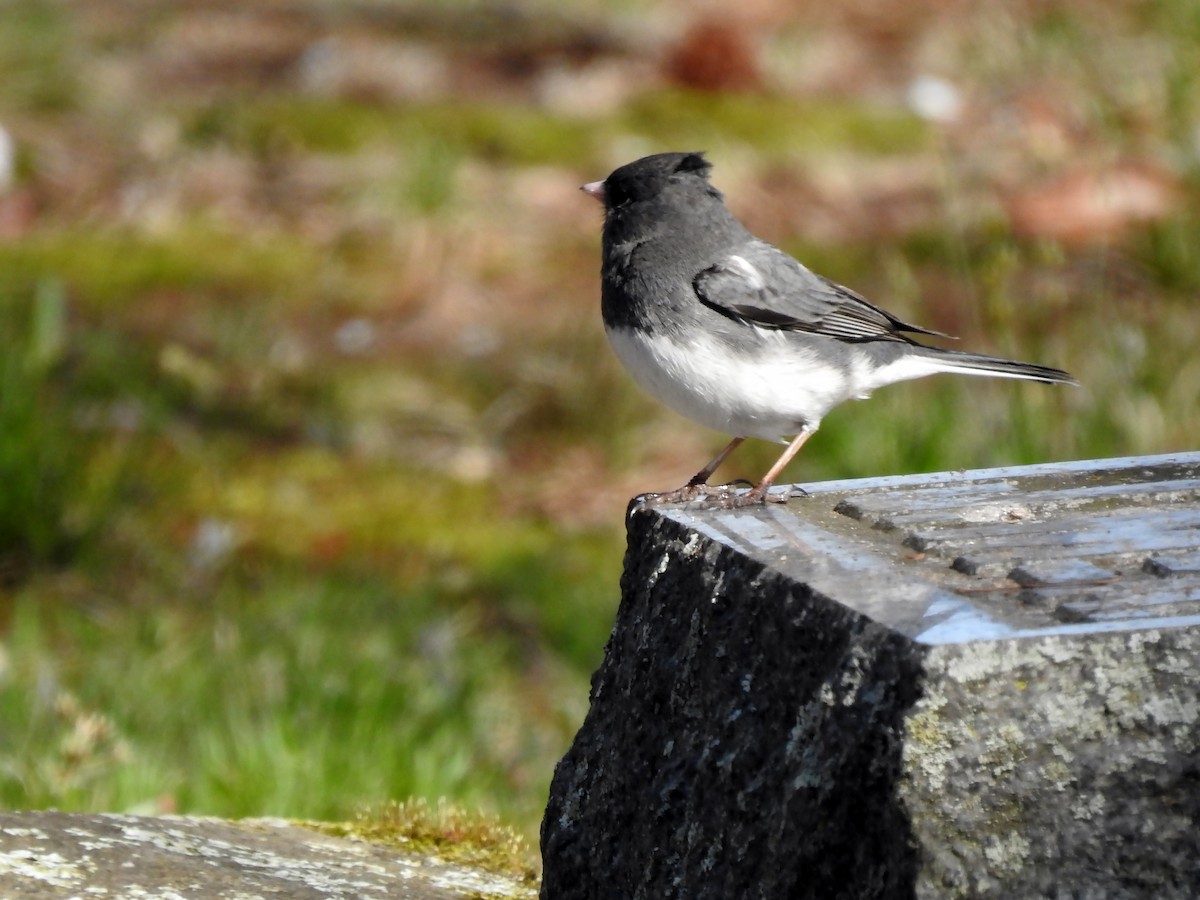 Dark-eyed Junco - ML235860621