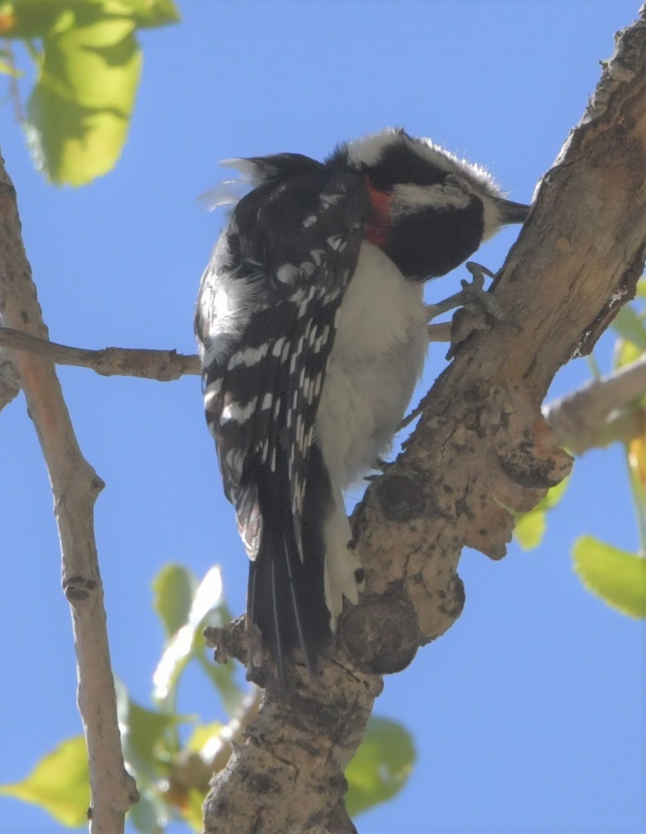 Downy Woodpecker - ML235860931