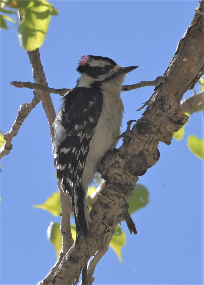 Downy Woodpecker - ML235860961