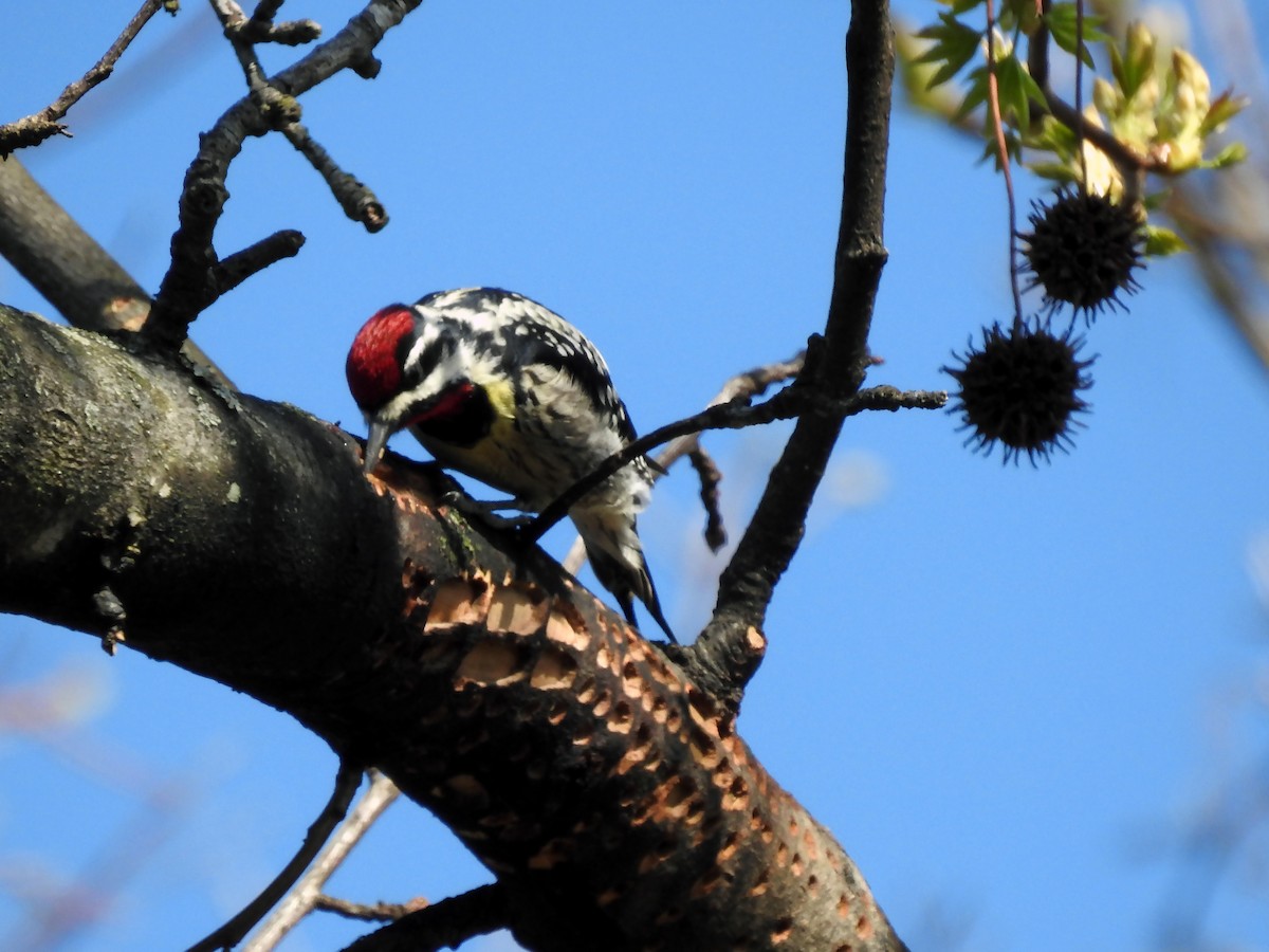 Yellow-bellied Sapsucker - ML235861001