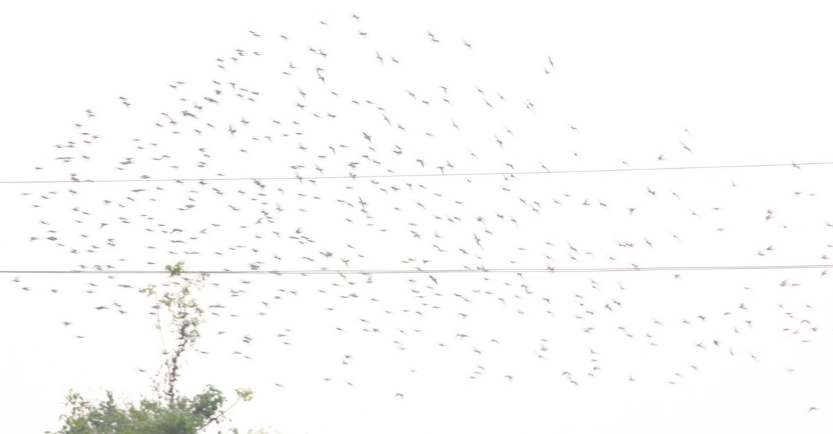 Rosy Starling - TheNatureTrust (GroupAccount)