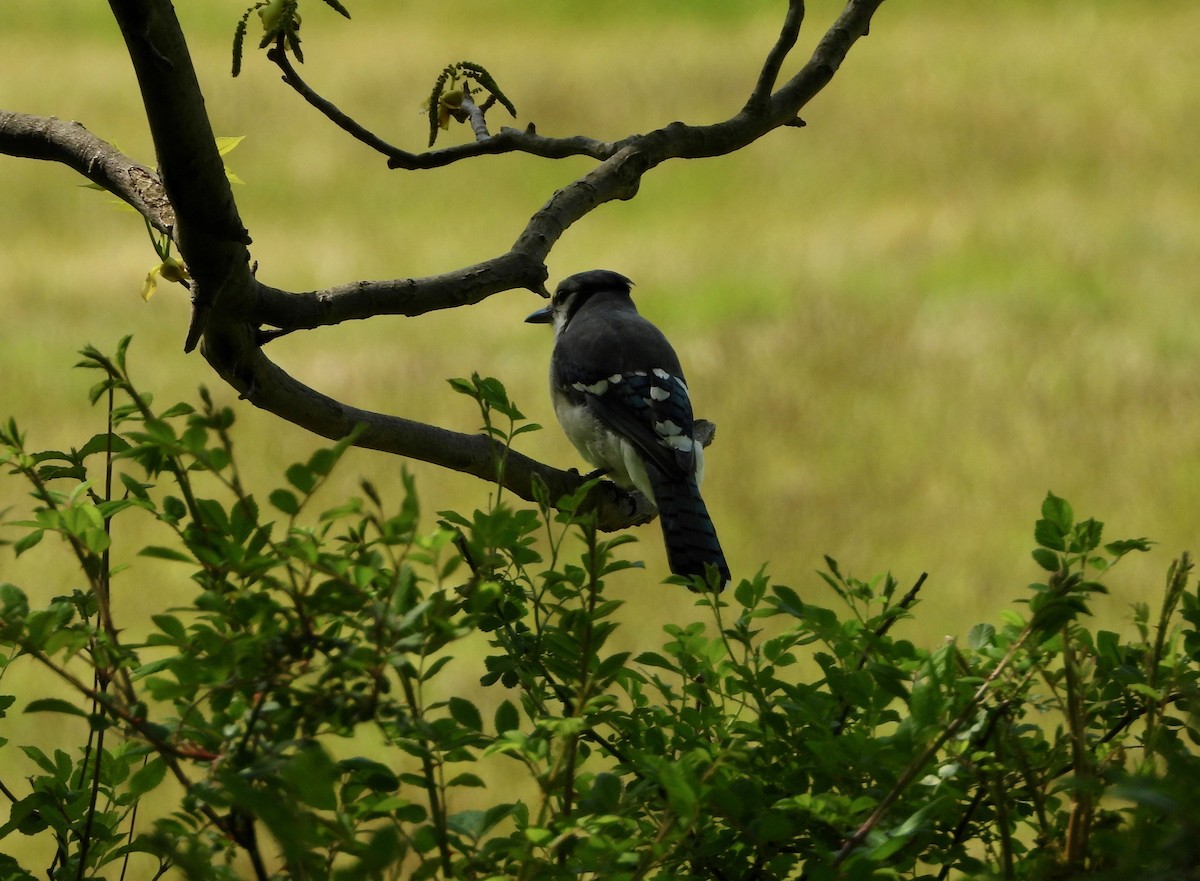 Blue Jay - ML235861931