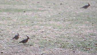 Common Hoopoe - ML23586201