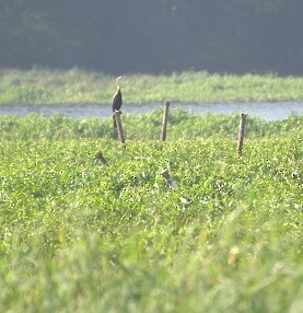 Oriental Darter - ML23586351