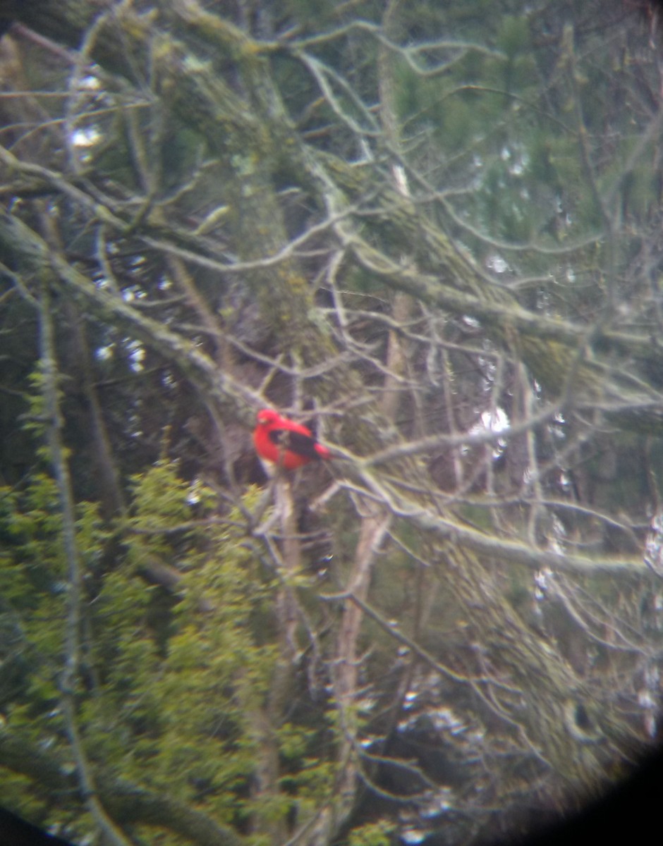 Scarlet Tanager - ML235863991