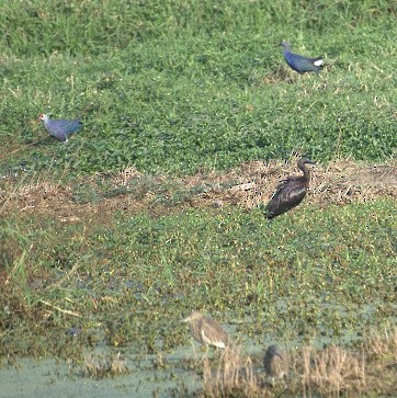 Glossy Ibis - ML23586401
