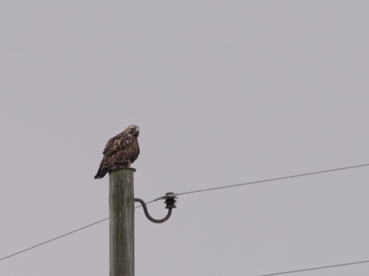 Rough-legged Hawk - Johan Mellquist