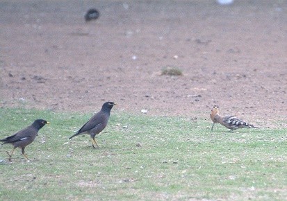 Common Hoopoe - ML23586491