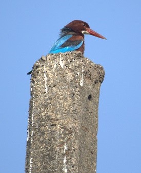 White-throated Kingfisher - ML23586511