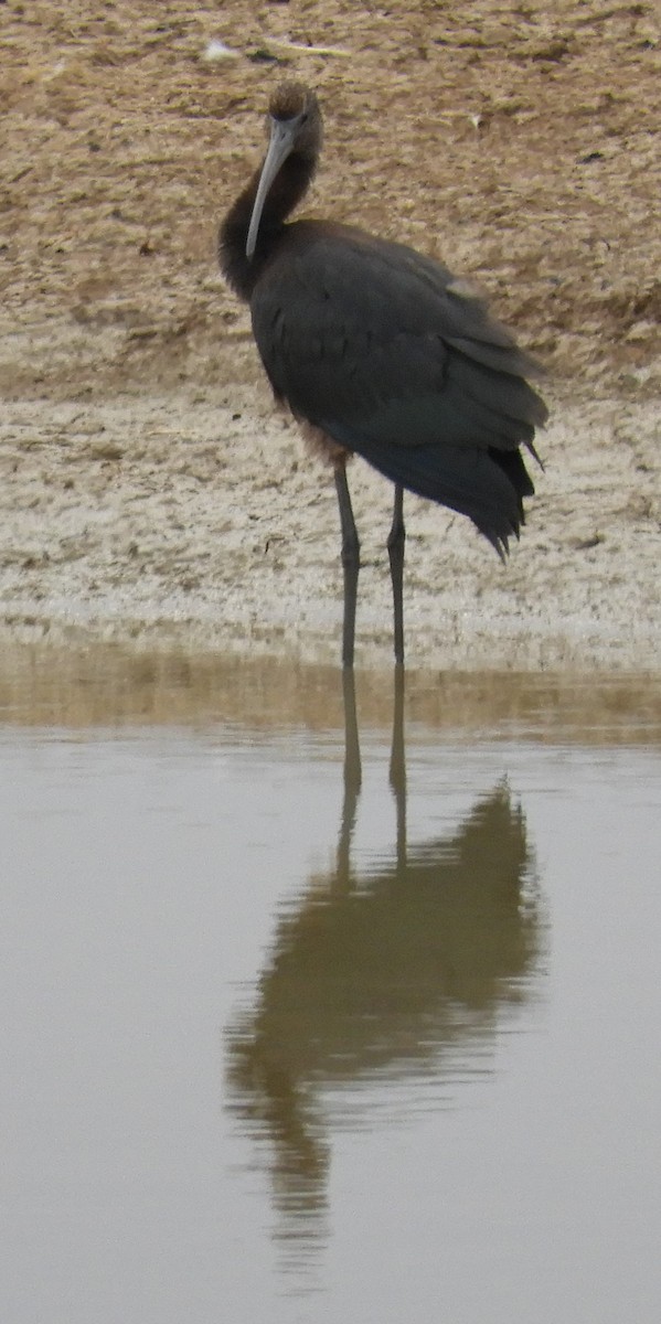 Beltzaran arrunta - ML235865641