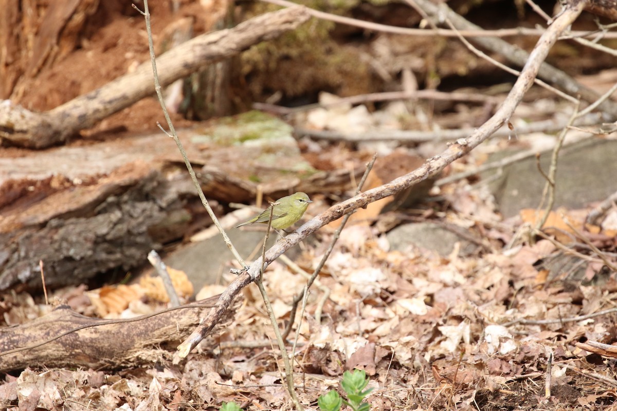 Orange-crowned Warbler - ML235865821