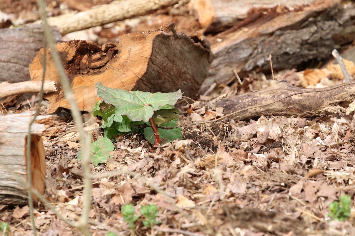 Orange-crowned Warbler - ML235865831