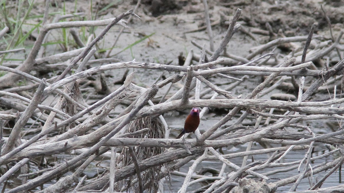 Violet-eared Waxbill - Daniel Jauvin