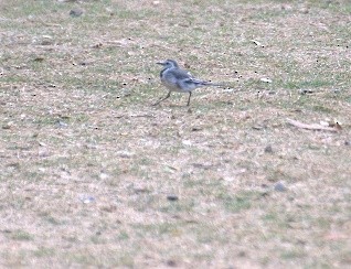 White Wagtail - ML23586671