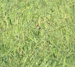 Scaly-breasted Munia - ML23586701