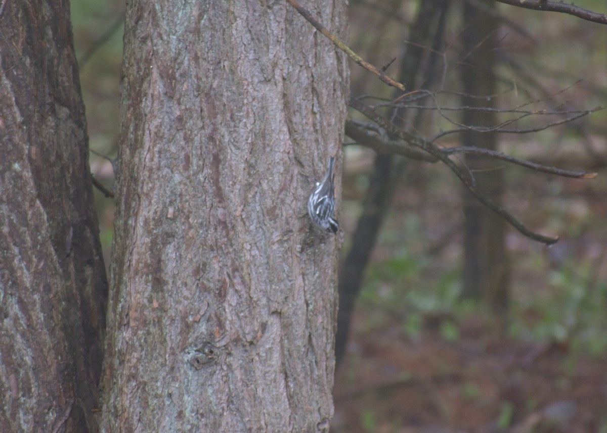 Black-and-white Warbler - ML235867511