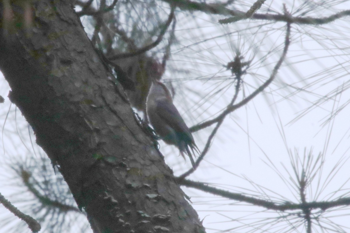 Brown-headed Nuthatch - ML235867731