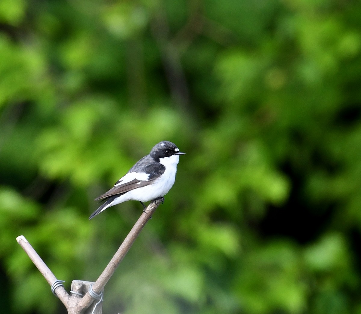 European Pied Flycatcher - ML235868221