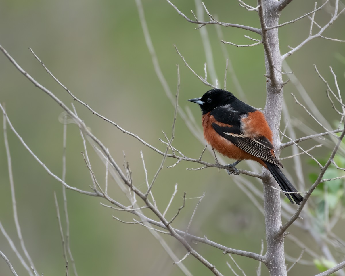 Orchard Oriole - ML235868271