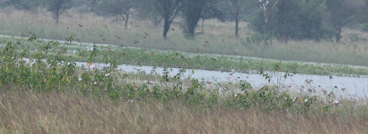 Lonchura sp. - ML23586911