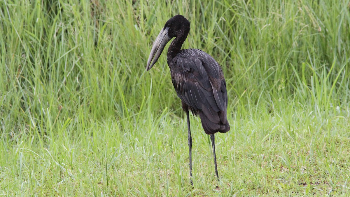 African Openbill - ML23587041