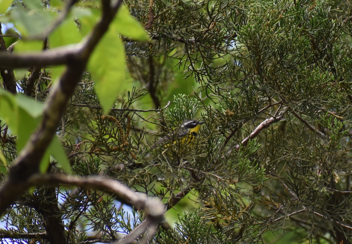 Magnolia Warbler - Gabe Hargrove