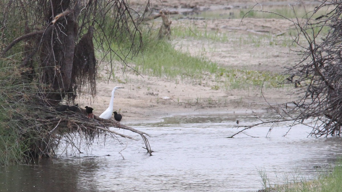 Black Crake - ML23587471