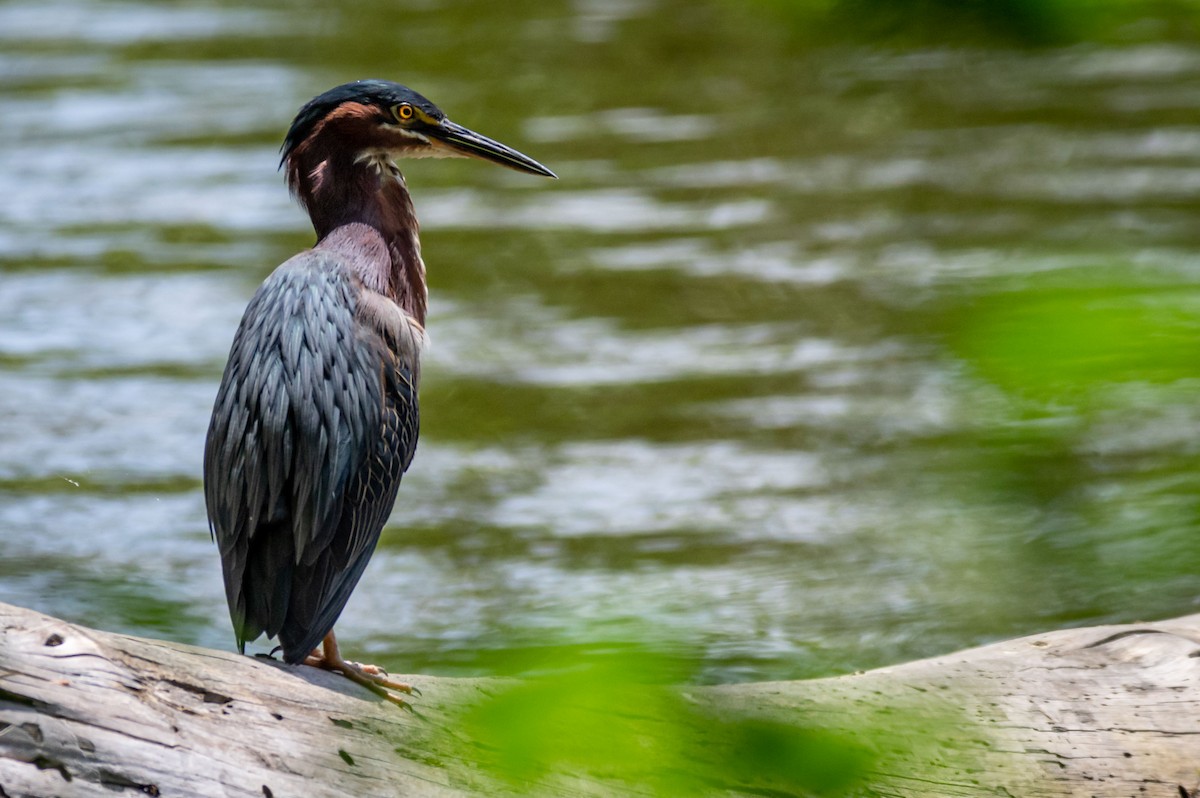 Green Heron - ML235875171