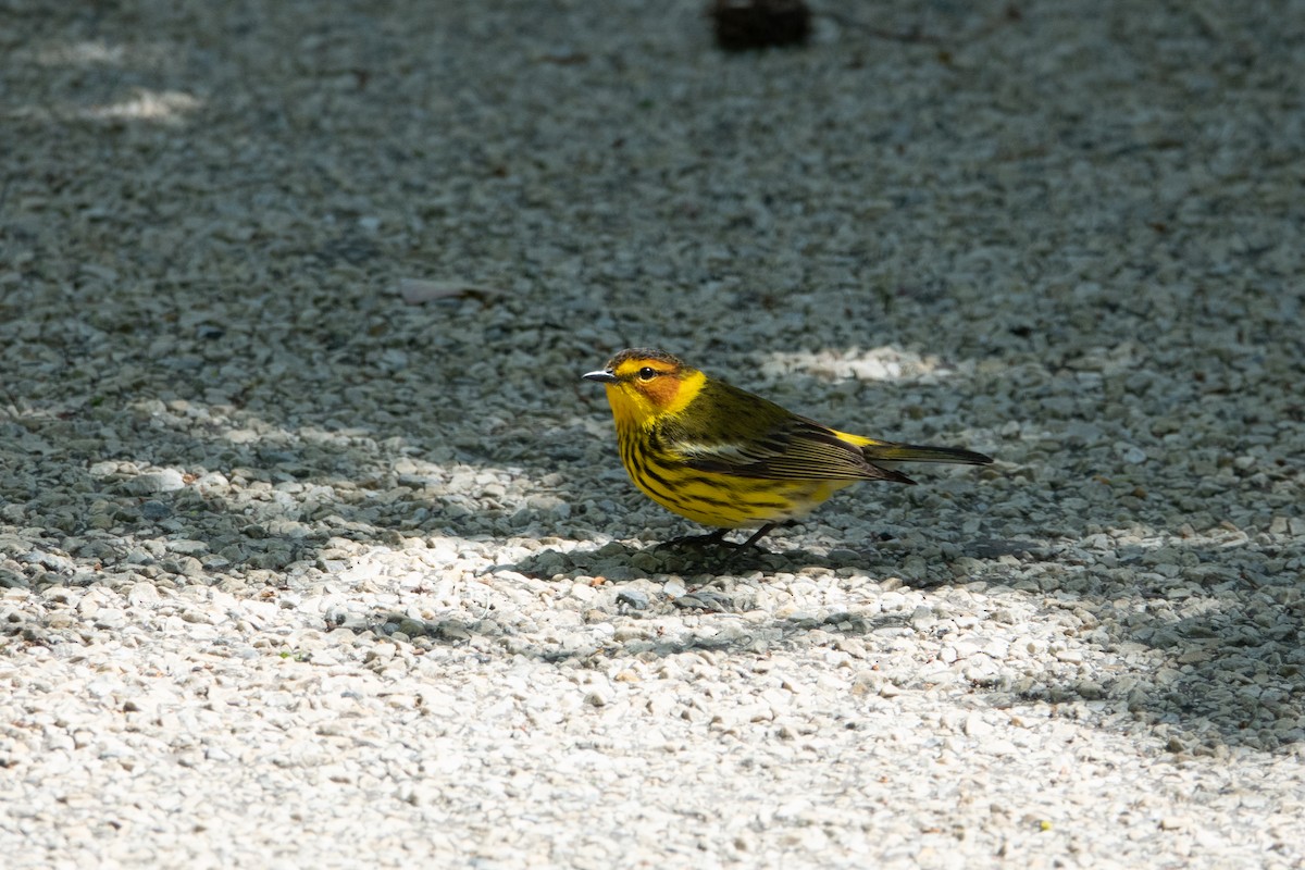 Cape May Warbler - ML235875231