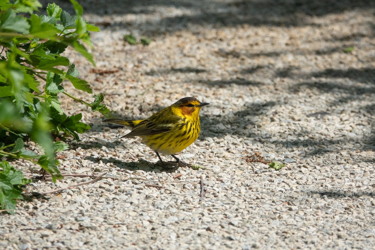 Cape May Warbler - ML235875291