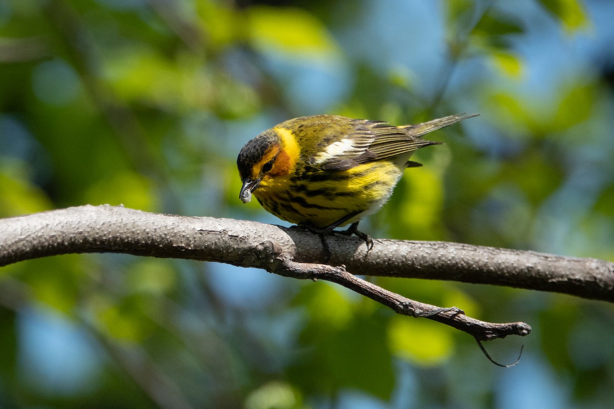 Cape May Warbler - ML235875301