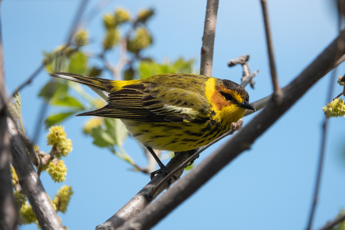 Cape May Warbler - ML235875421